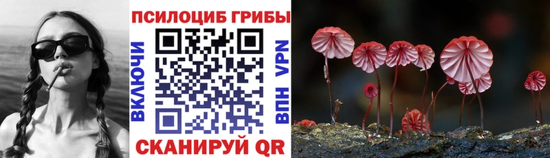 Псилоцибиновые грибы Psilocybe  Купить закладки  Чехов 